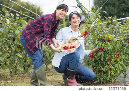 Young men and women harvesting vegetables Young men and women harvesting vegetables 83573966