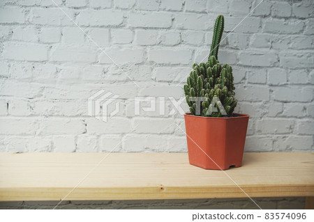 Cactus in flower pot on wooden shelves and white brick wall background Cactus in flower pot on wooden shelves and white brick wall background 83574096