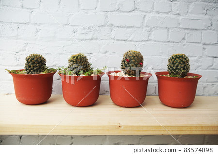 Cactus in flower pot on wooden shelves and white brick wall background Cactus in flower pot on wooden shelves and white brick wall background 83574098