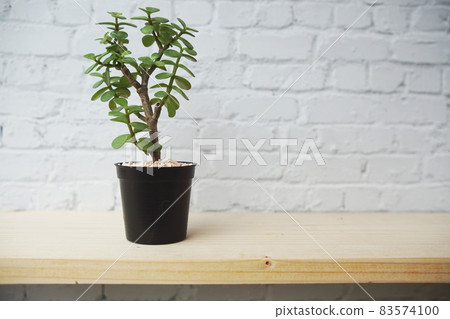 Cactus in flower pot on wooden shelves and white brick wall background 83574100