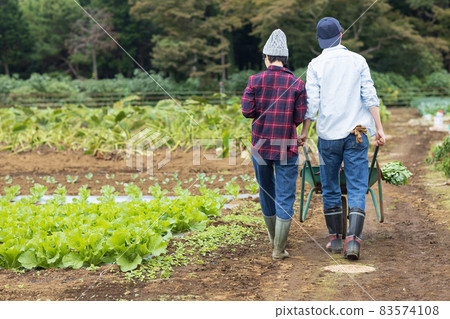 Young men and women harvesting vegetables Young men and women harvesting vegetables 83574108