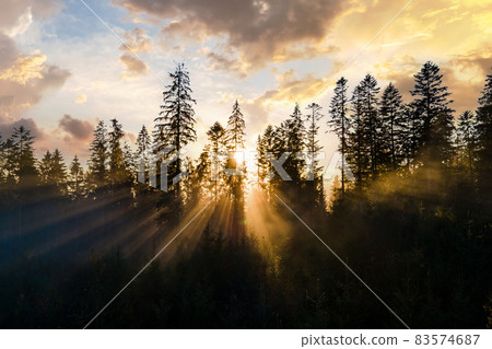 Aerial view of dark green pine trees in spruce forest with sunrise rays shining through branches in foggy autumn mountains. Aerial view of dark green pine trees in spruce forest with sunrise rays shining through branches in foggy autumn mountains. 83574687