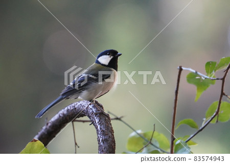 Great tit 83574943
