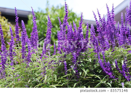 Mexican Bush Sage Mexican Bush Sage 83575146