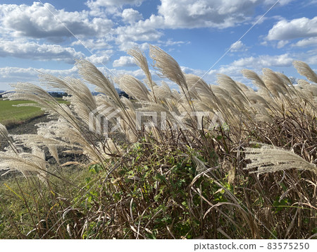 有風的日子裡有潘帕斯草的風景 83575250