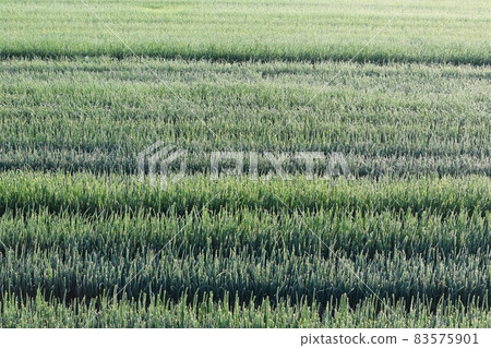 Onion cultivation Onion cultivation 83575901