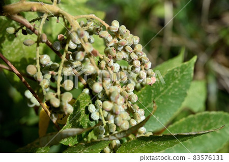 Nurde noodles 83576131