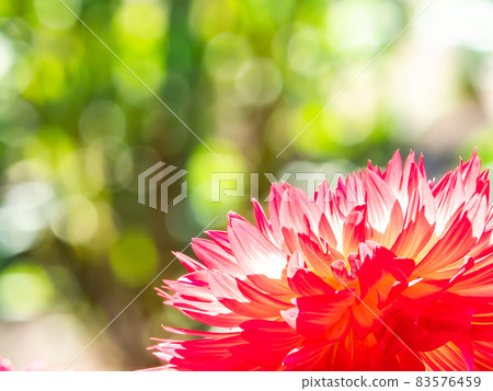 Dahlia in full bloom in full bloom 83576459