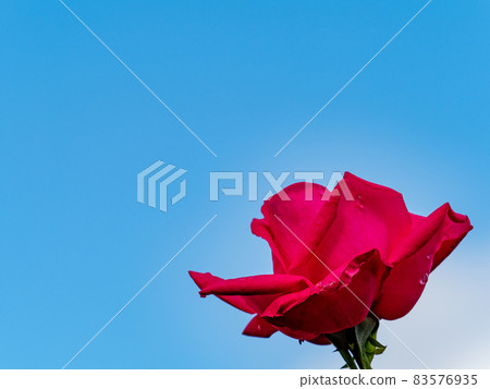 雨後玫瑰園：美麗的水滴和盛開的秋玫瑰 83576935