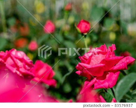 雨後玫瑰園：美麗的水滴和盛開的秋玫瑰 83576937