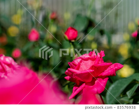 雨後玫瑰園：美麗的水滴和盛開的秋玫瑰 83576938