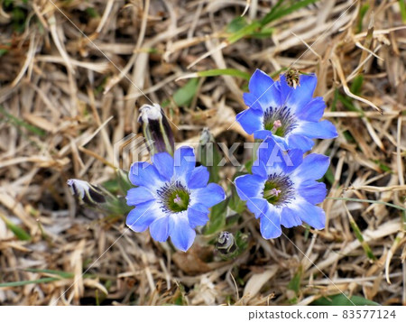 阿甦的龍膽 阿甦的龍膽 83577124