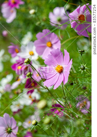 Pink cosmos flowers close up on flowers background 83577254