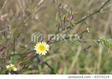 Akinonogi Akinonogi 83578129