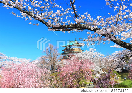 [長野縣]高島城和盛開的櫻花在晴朗的天氣下 83578353