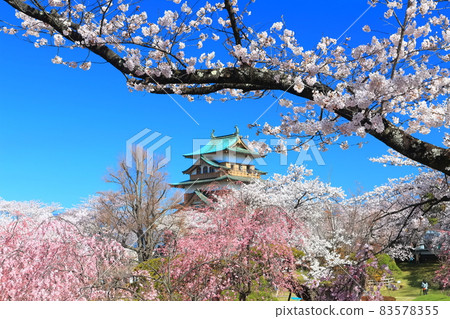 [長野縣]高島城和盛開的櫻花在晴朗的天氣下 83578355