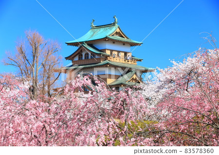 [Nagano Prefecture] Takashima Castle and cherry blossoms in full bloom under sunny weather 83578360