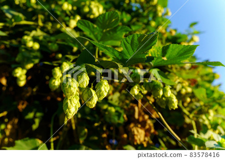 Hop in sunny day. Green fresh Hops plant growing. Selective focus. Making beer and bread 83578416