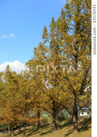 水杉黃葉藍天 83578545
