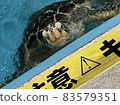 dangerous! Be careful of biting sea turtles 83579351