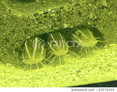 Three catfish brothers who entered the house Three catfish brothers who entered the house 83579354