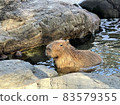 Capybara bath 83579355