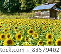 A late-blooming sunflower field that blooms in full bloom in autumn 83579402