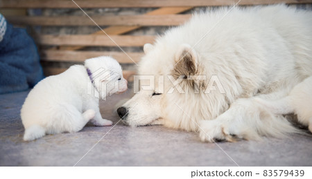 Samoyed dog mother with puppies. Puppies suckling mother Samoyed dog mother with puppies. Puppies suckling mother 83579439
