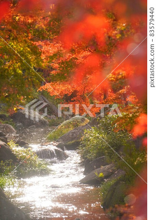 香川灌溉紀念公園②(河)的紅葉【香川縣三豐市埼町】 香川灌溉紀念公園②(河)的紅葉【香川縣三豐市埼町】 83579440