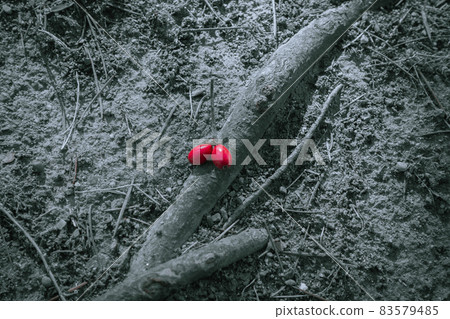 Tree roots and red fruits [part color] 83579485