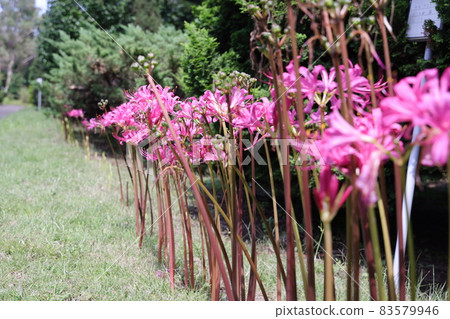 Pink surprise flower 83579946