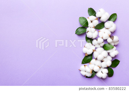 Autumn Floral composition. Dried white fluffy cotton flower branch top view on colored table with copy space Autumn Floral composition. Dried white fluffy cotton flower branch top view on colored table with copy space 83580222