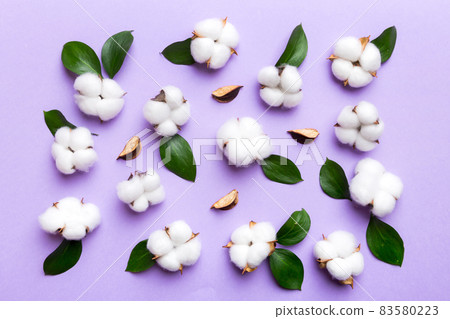 Autumn Floral Flat lay background composition. Dried white fluffy cotton flower branchwith green leaf top view on colored table with copy space 83580223