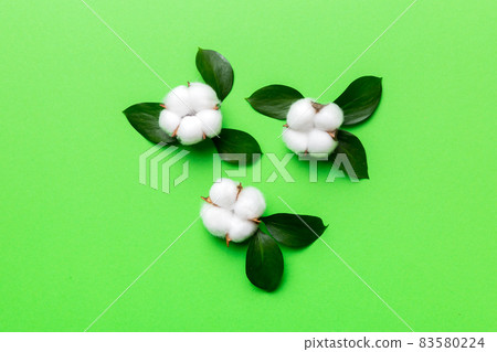 Autumn Floral Flat lay background composition. Dried white fluffy cotton flower branchwith green leaf top view on colored table with copy space Autumn Floral Flat lay background composition. Dried white fluffy cotton flower branchwith green leaf top view on colored table with copy space 83580224
