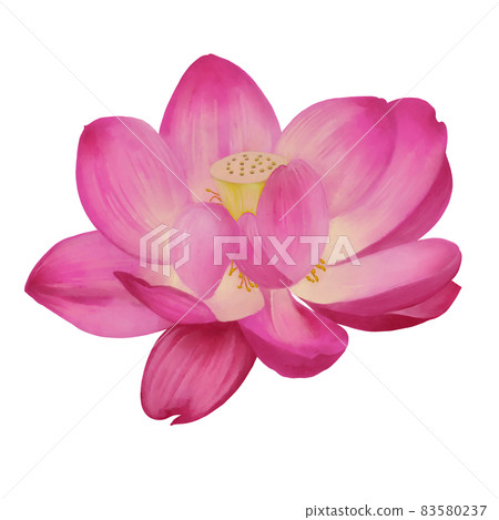 Bright pink Ogahas alone, no line drawing 83580237