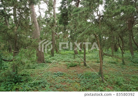 Kehi no Matsubara 4 83580392