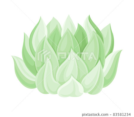 Succulent plant, home or office decor element vector illustration Succulent plant, home or office decor element vector illustration 83581234