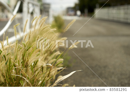 Cat jarashi, green foxtail, up, autumn, sidewalk, roadside Cat jarashi, green foxtail, up, autumn, sidewalk, roadside 83581291