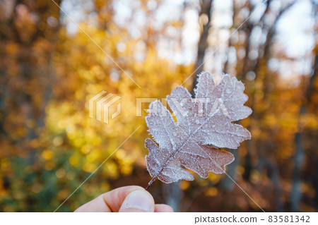 autumn leaf in the male hand autumn leaf in the male hand 83581342