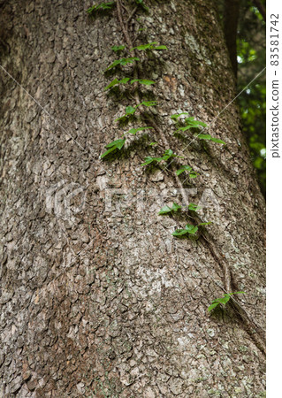 Ivy of the tree Ivy of the tree 83581742