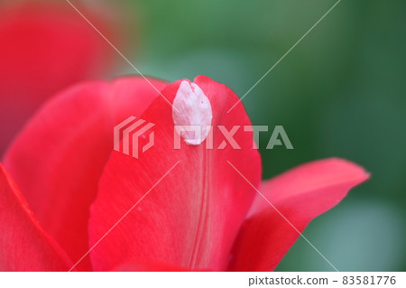 色彩鮮豔的紅色,白色和黃色 色彩鮮豔的紅色,白色和黃色 83581776