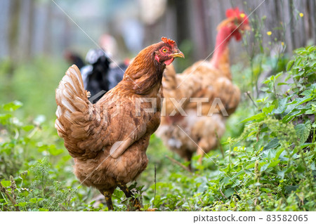 Hens feeding on traditional rural barnyard. Close up of chicken on barn yard. Free range poultry farming concept. Hens feeding on traditional rural barnyard. Close up of chicken on barn yard. Free range poultry farming concept. 83582065