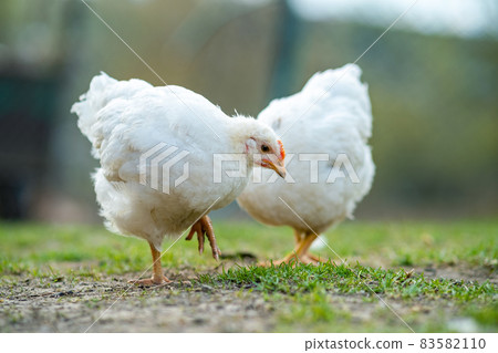 Hen feed on traditional rural barnyard. Close up of chicken standing on barn yard with green grass. Free range poultry farming concept. 83582110