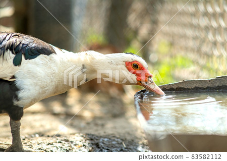 Duck feed on traditional rural barnyard. Detail of a waterbird drinking water on barn yard. Free range poultry farming concept. 83582112