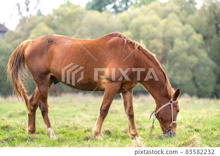 Beautiful chestnut horse grazing in summer field. Green pasture with feeding farm stallion. 83582232