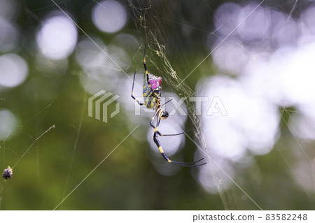 Girl spider 83582248