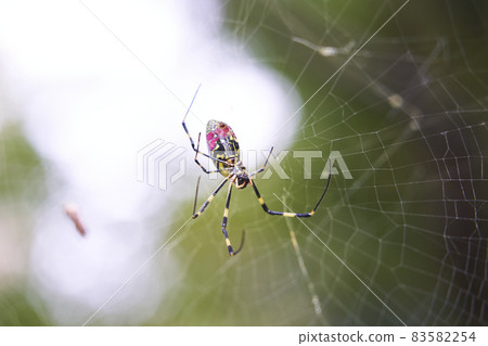 Girl spider 83582254
