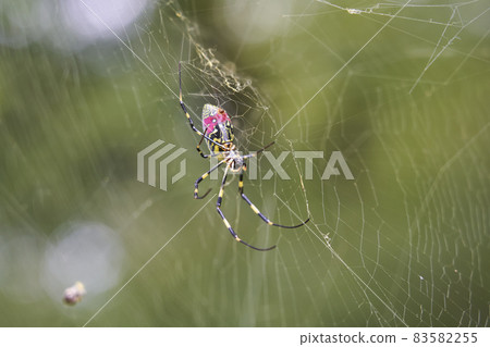 Girl spider 83582255