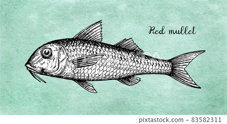 Ink sketch of red mullet. 83582311