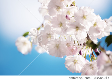 Apple tree flower 83583013
